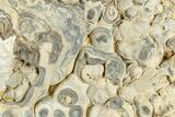 Fossil Stromatolite (Chlorellopsis?) Section - Wyoming #325739-1